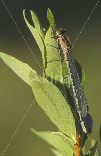 Common Blue Damselfly (Enallagma cyathigerum)