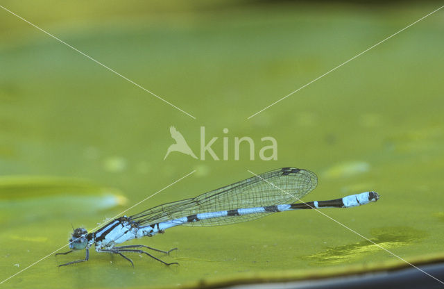 Watersnuffel (Enallagma cyathigerum)