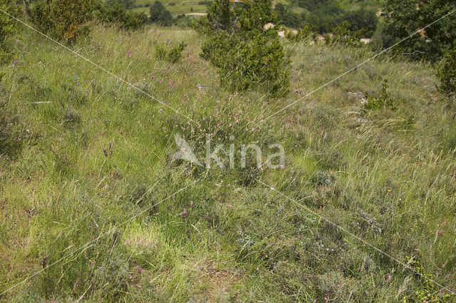 Welriekende wantsenorchis (Anacamptis coriophora subsp. fragrans )