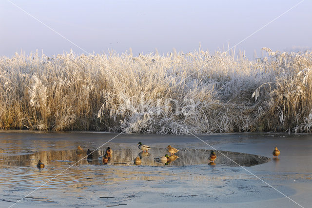 Wilde Eend (Anas platyrhynchos)