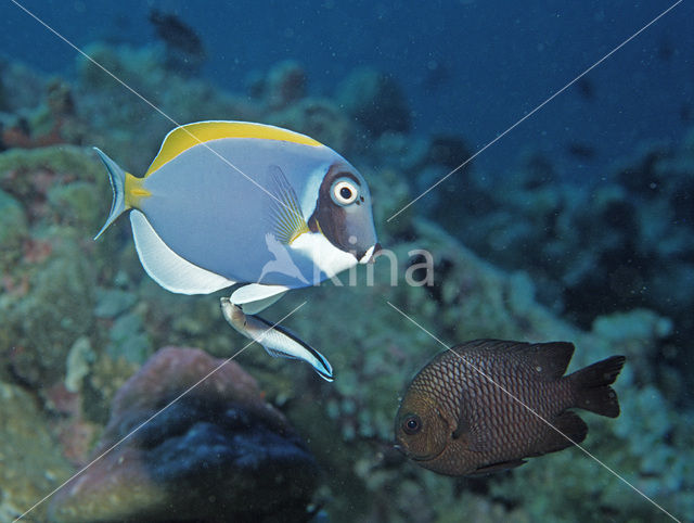 Witborst doktersvis (Acanthurus leucosternon)