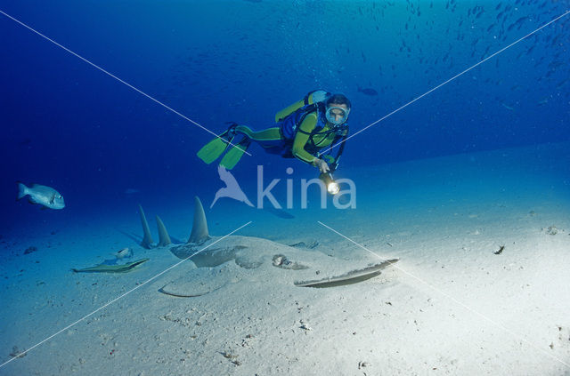 Giant guitarfish (Rhynchobatus djiddensis)