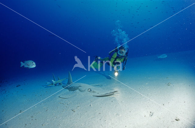 Giant guitarfish (Rhynchobatus djiddensis)