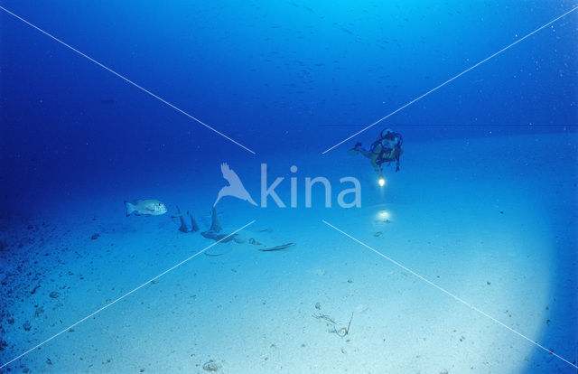 Giant guitarfish (Rhynchobatus djiddensis)