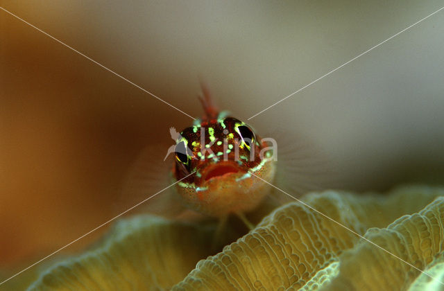 Striped triplefin (Helcogramma striata)