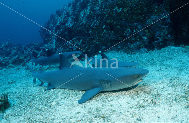 whitetip reefshark (Triaenodon obesus)