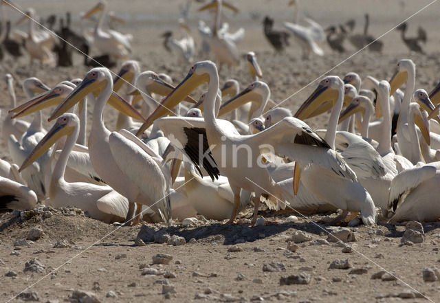 Roze Pelikaan (Pelecanus onocrotalus)