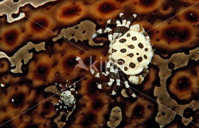 Sea Cucumber crab (Lissocarcinus orbicularis)