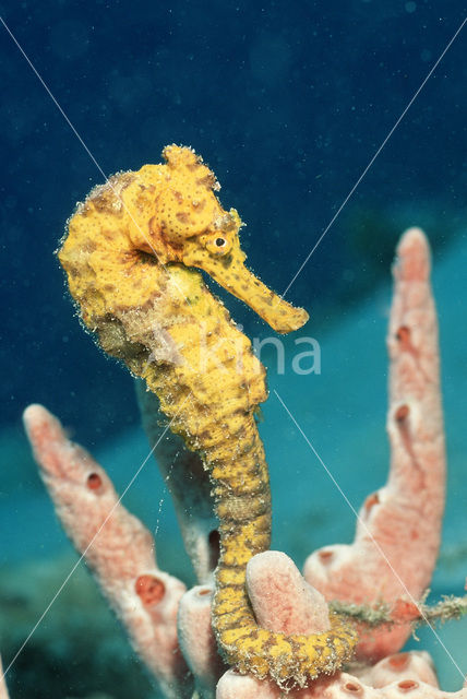 Longsnout seahorse (Hippocampus reidi)