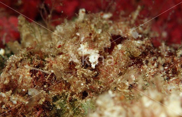 Dwarf Seahorse (Hippocampus pontohi)