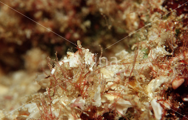 Dwarf Seahorse (Hippocampus pontohi)