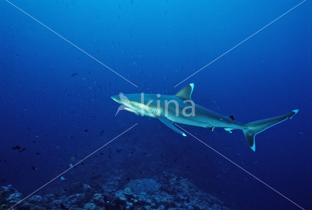 Zilverpunthaai (Carcharhinus albimarginatus)