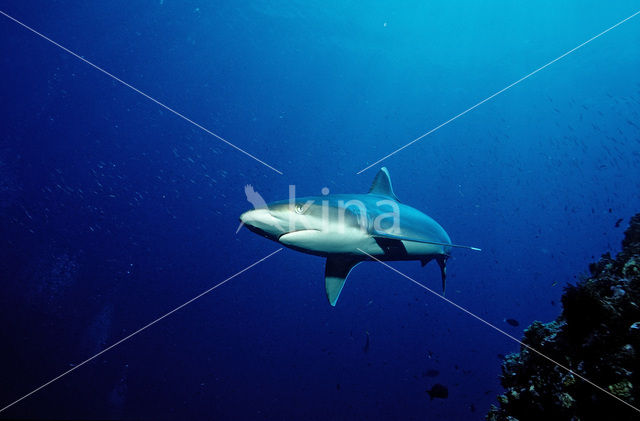 Silvertip shark