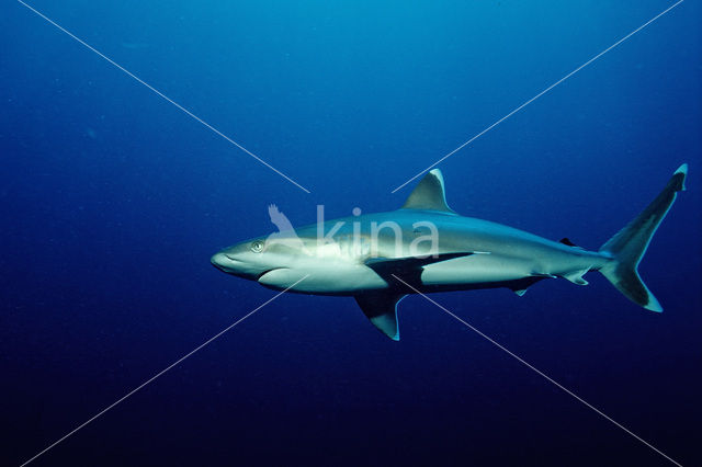 Zilverpunthaai (Carcharhinus albimarginatus)