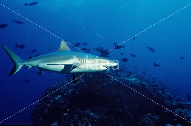 Silvertip shark