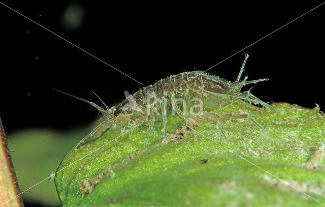 Waterslater (Asellus aquaticus)