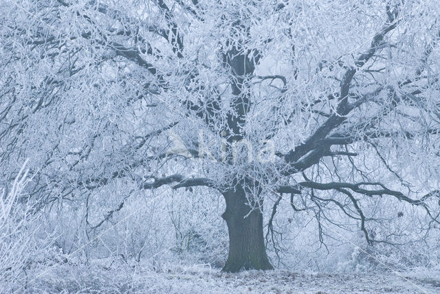Common Oak