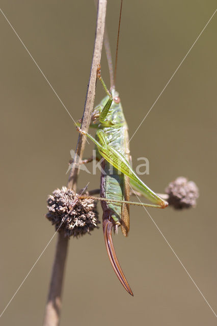 Long-winged Cone-head (Conocephalus discolor)