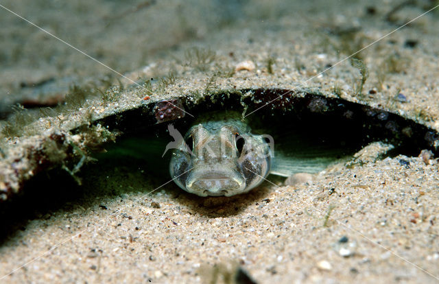 Black Goby (Gobius niger jozo)