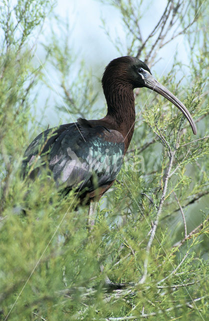 Glossy Ibis (Plegadis falcinellus)