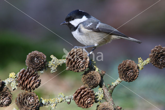 Coal Tit (Parus ater)