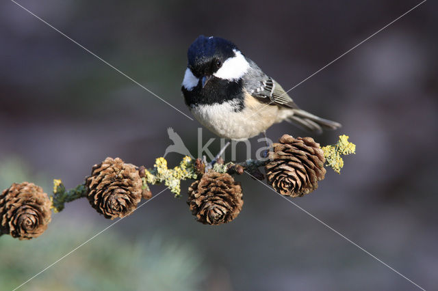 Coal Tit (Parus ater)