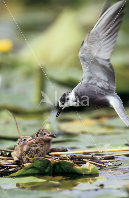 Black Tern (Chlidonias niger)