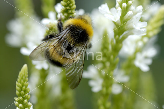 Buff-tailed bumblebee (Bombus terrestris)