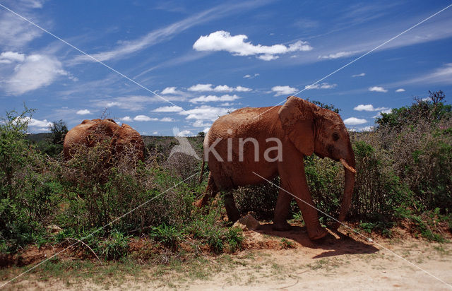 African elephant (Loxodonta africana)