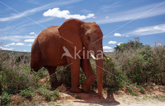 Afrikaanse olifant (Loxodonta africana)