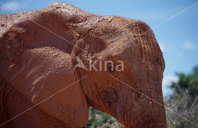 Afrikaanse olifant (Loxodonta africana)