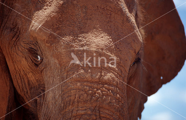 African elephant (Loxodonta africana)