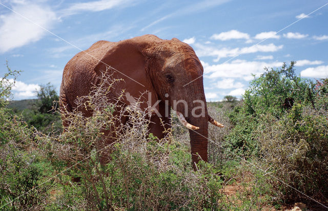 Afrikaanse olifant (Loxodonta africana)