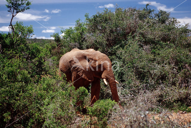 Afrikaanse olifant (Loxodonta africana)