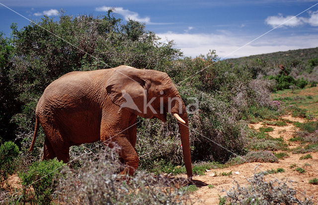 Afrikaanse olifant (Loxodonta africana)