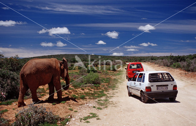 Afrikaanse olifant (Loxodonta africana)