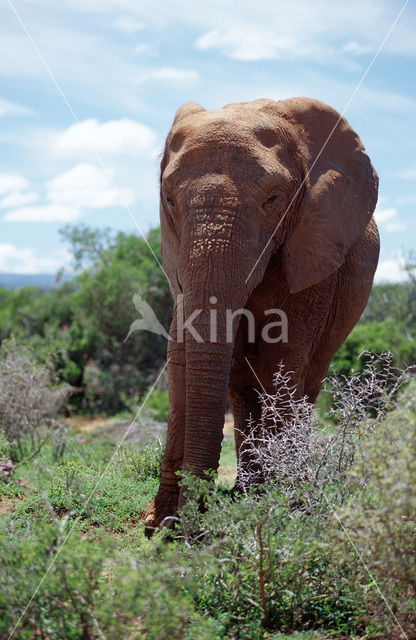 African elephant (Loxodonta africana)