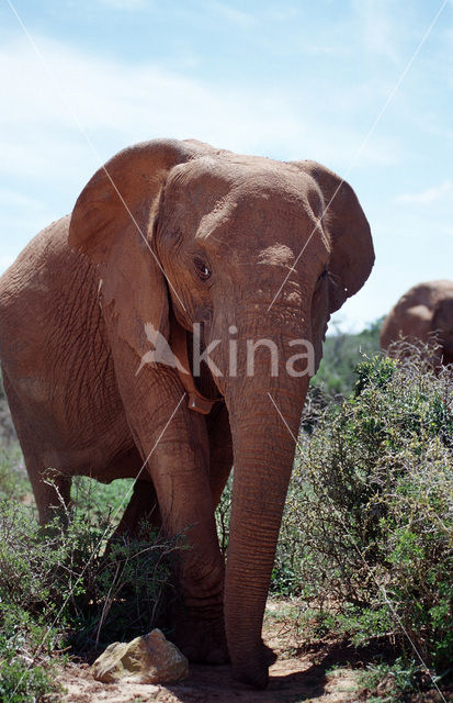 African elephant (Loxodonta africana)