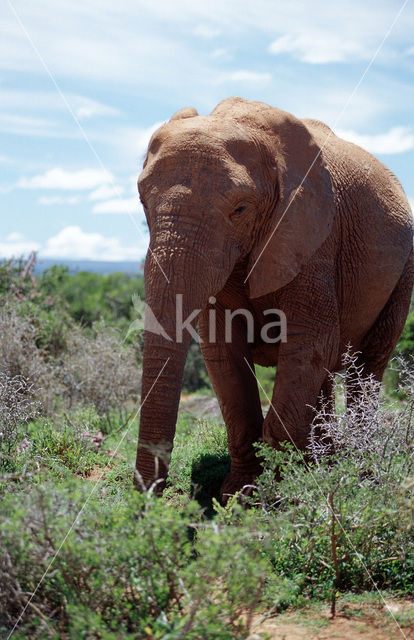 African elephant (Loxodonta africana)