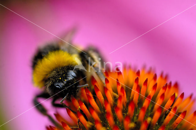 Akkerhommel (Bombus pascuorum)