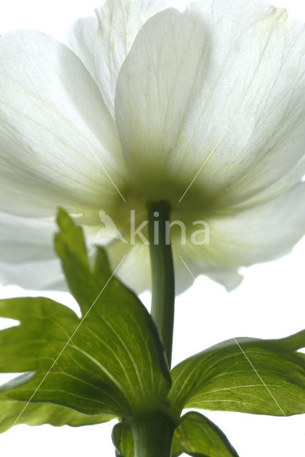 Anemoon (Anemone )