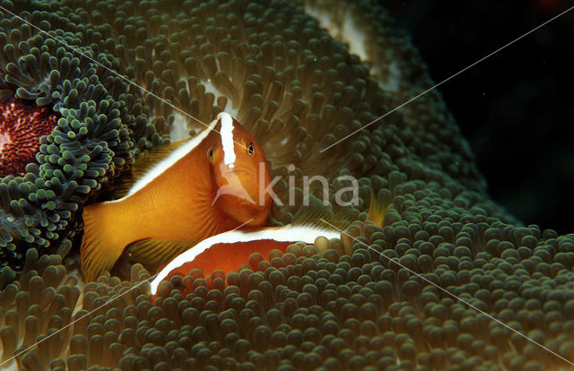 Anemoonvis (Amphiprion dandaracinos)