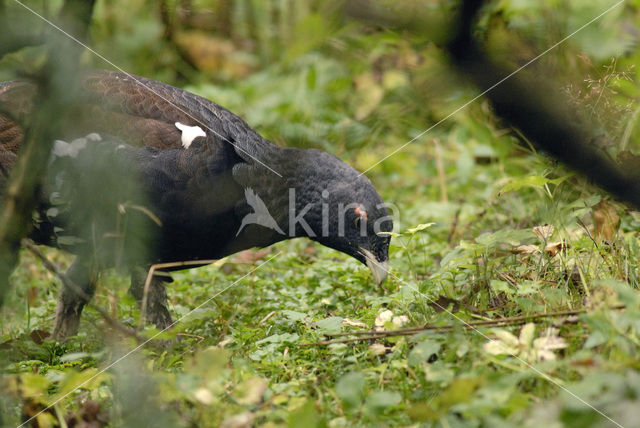 Auerhoen (Tetrao urogallus)