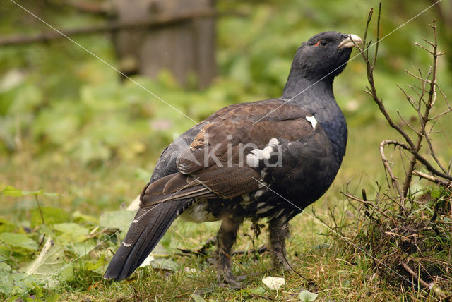 Eurasian Capercaillie (Tetrao urogallus)