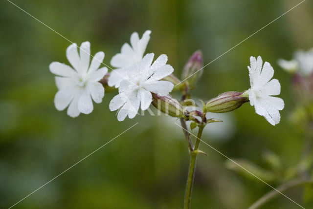 Bladder Campion (Silene latifolia)