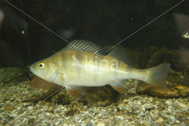 Baars (Perca fluviatilis)