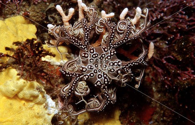 basket star (Astrocladus euryale)