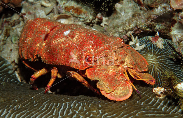 blunt slipper lobster (Scyllarides squamosus)