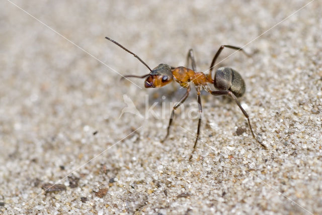 Southern wood ant (Formica rufa)