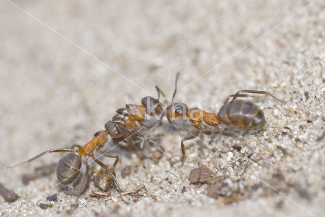 Southern wood ant (Formica rufa)